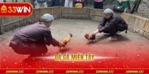 Đá Gà Miền Tây - Trận Hùng Kê Đỉnh Cao Tại Việt Nam
