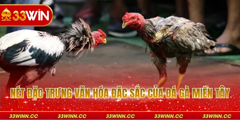 Nét đặc trưng văn hóa đặc sắc của đá gà miền Tây